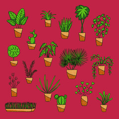 Set of home plants