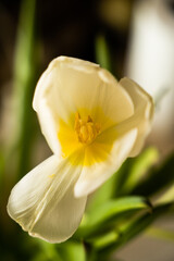 Fototapeta na wymiar Tulipan biały w naturalny słońcu