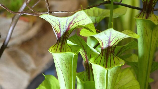 Nepenthe Tropical Carnivorous Pitcher Plant in 4k slow motion 60fps