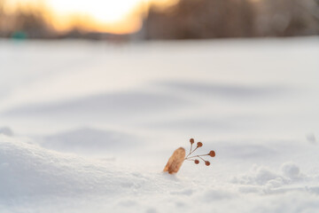 branches with dried leaves and berries in winter