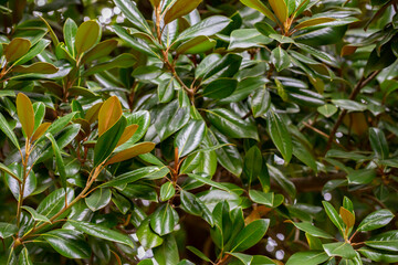 Fresh magnolia leaves on a branch. Magnolia grandiflora, commonly known as the southern magnolia or...