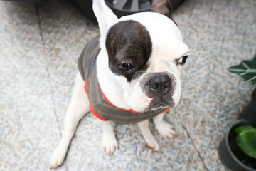 french bulldog,  French bulldog at home