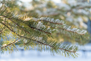 spruce branches in the snow in winter