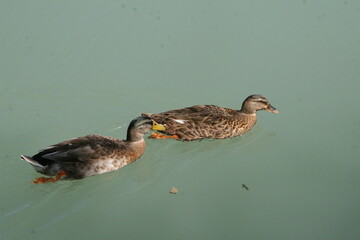 duck and ducklings