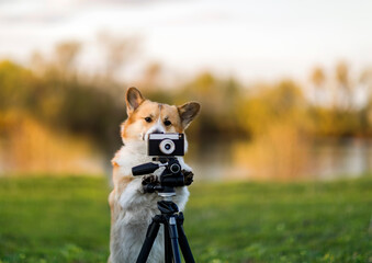 cute corgi dog puppy stands at the camera on a tripod in a spring sunny meadow and shoots