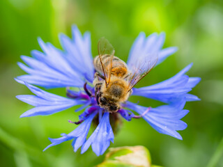 Biene auf Flockenblume