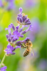 Biene auf Lavendel