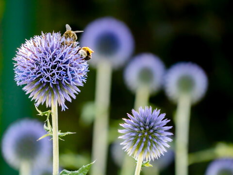 Blaue Distel mit Bienen