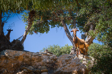Ziegen iim Olivenhain auf der griechischen Insel Leros