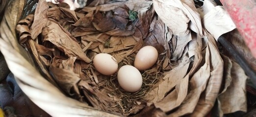 Huevos