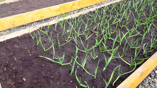4k video, Green young garlic is planted in rows in the garden on a vegetable bed. Growing organic vegetables, garlic plantation in spring in sunny weather.