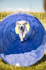 Golden Retriever Welpe in der Hundeschule