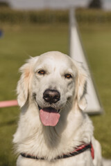 Golden Retriever in der Hundeschule