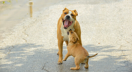brown amstaff mother dog playing with puppy.