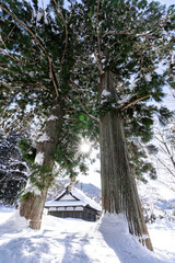 太く堂々と立つ木