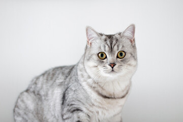 Fototapeta na wymiar grey cat gitting and looking camera front white background. pets and lifestyle concept. 