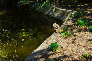 Echse im Park