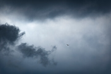 Lonely free bird fly away.