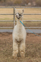 white Alpaca wearing a halter and lead rope
