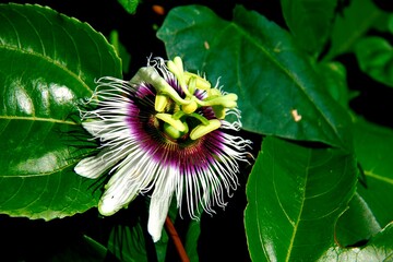Passion fruit flower,