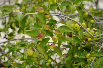 Camu Camu fruits on shrub, green or semi-ripe red fruits on beach of Rio Negro river. Camucamu (Myrciaria dubia) is a fruit with the highest concentration of vitamin C.