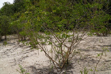 Wild growing Camu Camu shrubs with still unripe, green fruits on the river banks Rio Negro.  Camu camu (Myrciaria dubia) is a tropical fruit with the highest concentration of natural vitamin C.