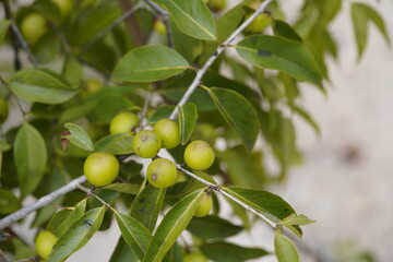 Unripe camu fruits (Myrciaria dubia) on the bush, on the banks of the Rio Negro. Amazon - Brazil,