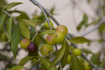 Unripe camu fruits (Myrciaria dubia) on the bush, on the banks of the Rio Negro. Amazon - Brazil,