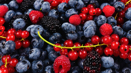 Blackberry, raspberry, blueberry,  red currant and mint background.