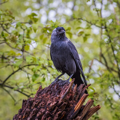 Jackdaw (Corvus monedula)