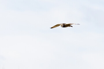 Short-eared owl (Asio flammeus)