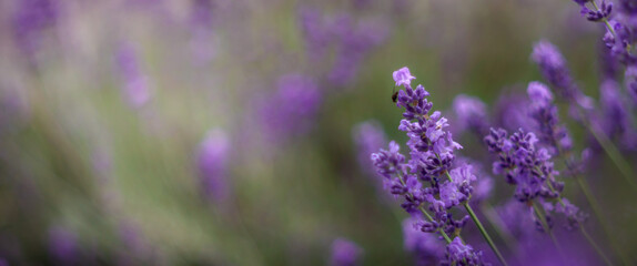 Aromatyczne kwiaty krzaków fioletowej w kąpanej w letnie popołudnie lawendy.. Nieostrość,...
