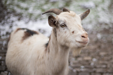 Ziegenportraits - Ziegen (Capra) im Winter auf einem Feld