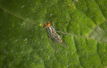 Uma pequena mosca pousada em uma folha verde