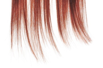 Mahogany color hair isolated in white