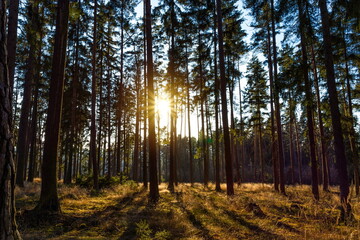 Fototapeta premium Sunset in the autumn pine forest. Countryside landscape. Czechia.