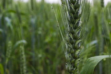 Green Wheat Grain aphids feeding on a green wheatear