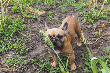 Cute french bulldog eats wheat grass in a garden