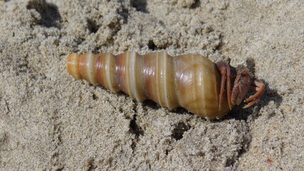 Small crab with claws out from a shell on beach sand. 