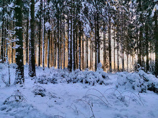 Winter im Wald
