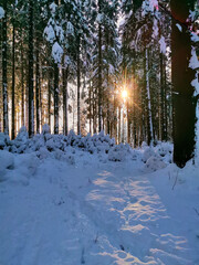 Winter im Wald