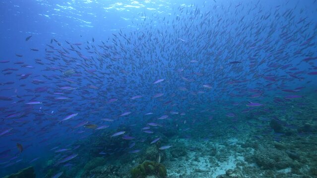 Seascape with School of Boga Fish in the coral reef of the Caribbean Sea, Curacao
