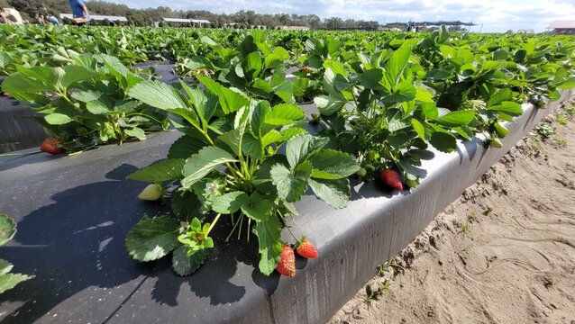 Strawberry plasticulture cultivation field photo image