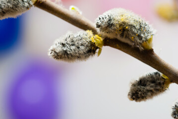 willow catkin pussy flowers