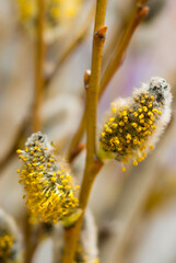 willow catkin pussy flowers in bloom