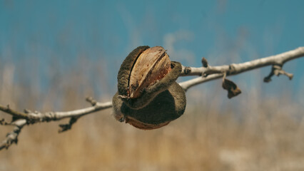  An almond nut in the shell hangs on a branch
