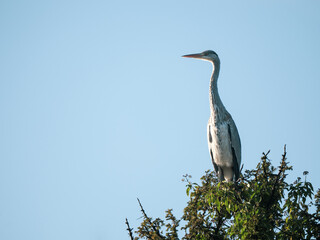 Grey Heron Perched on a Treetop