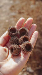 Dry acorns of the Quercus calliprinos in the hand