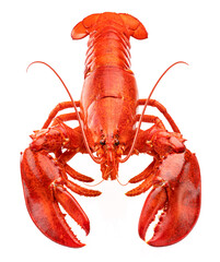 Red lobster isolated on white background