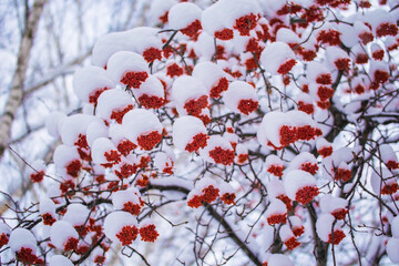 Red berries of mountain ash under the snow.